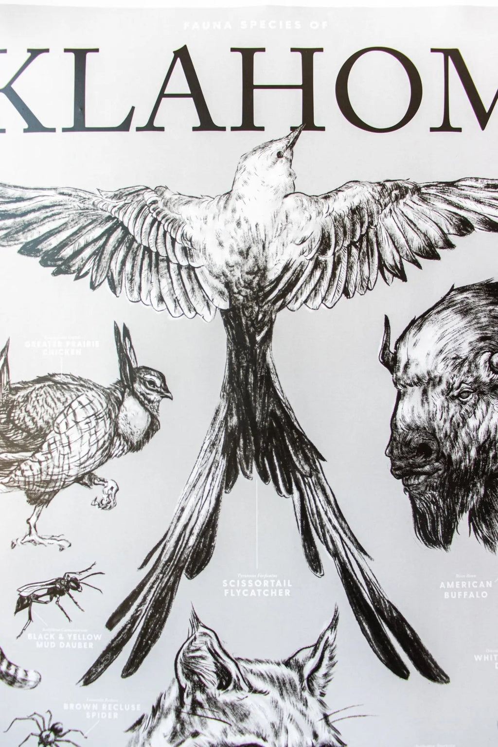 Oklahoma Wildlife Chart